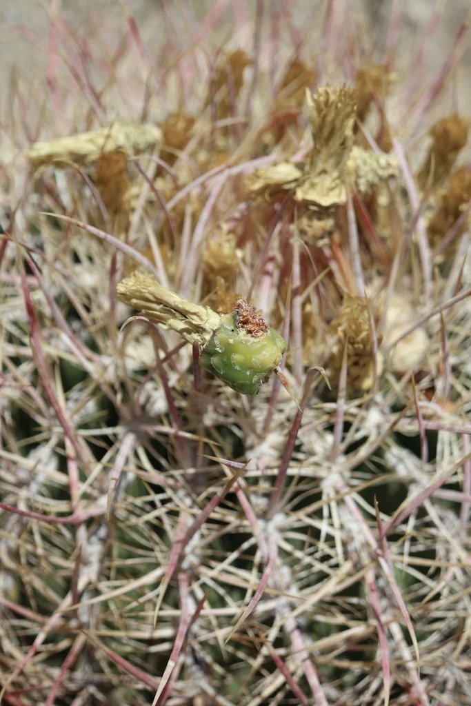 Ferocactus Cylindraceus