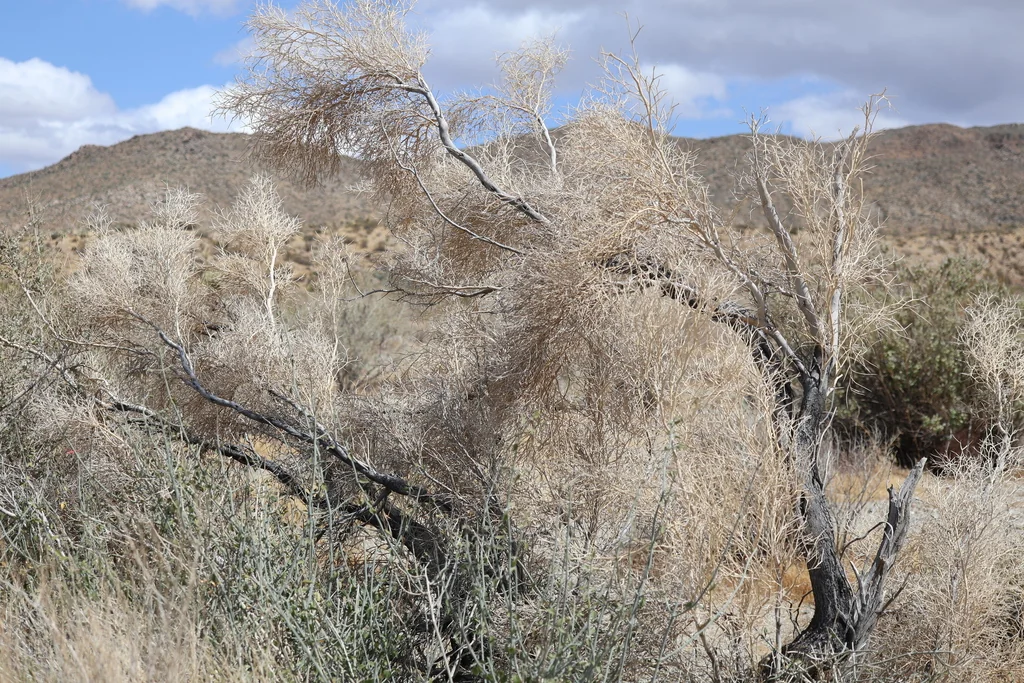 Psorothamnus Spinosus