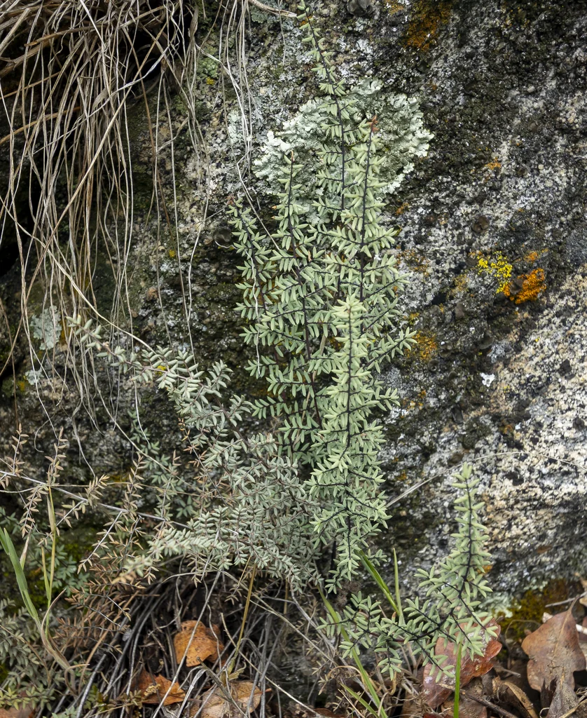 Pellaea Mucronata