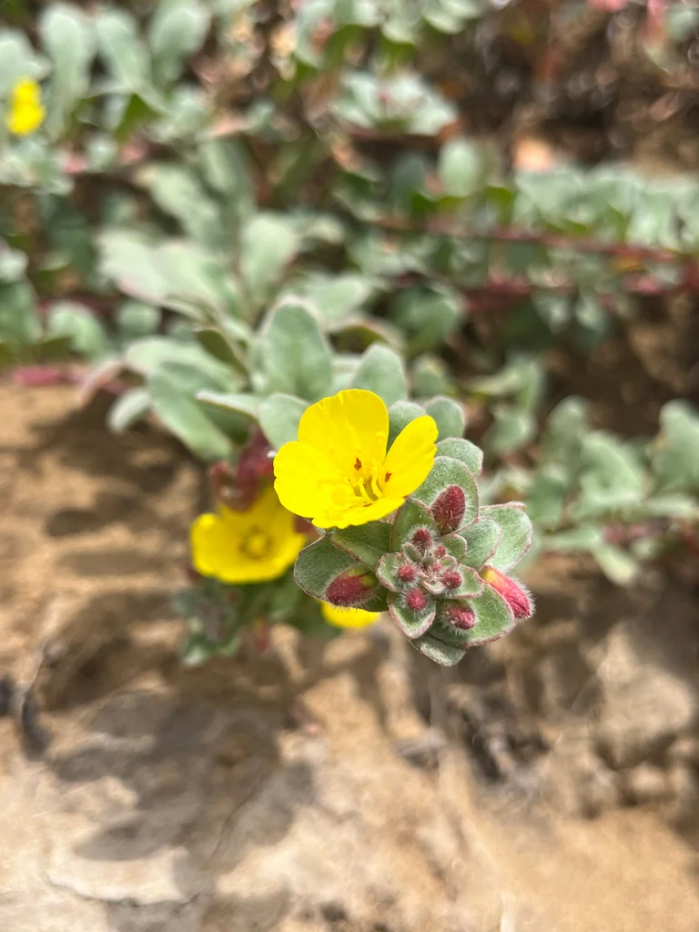 Camissonia Cheiranthifolia