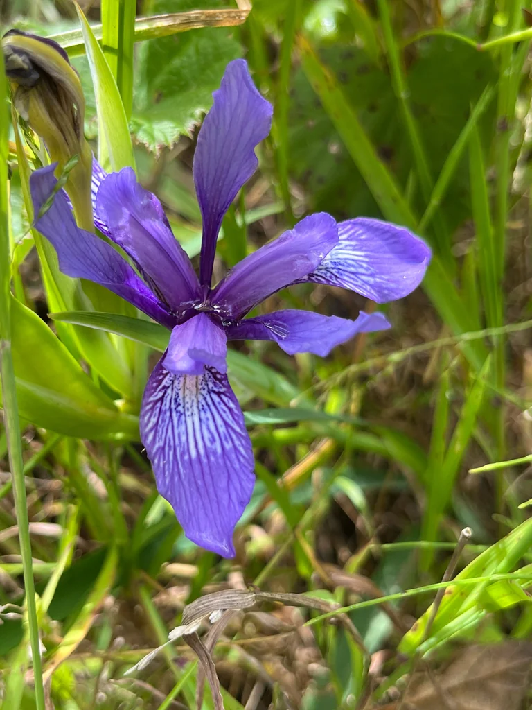 Iris Douglasiana