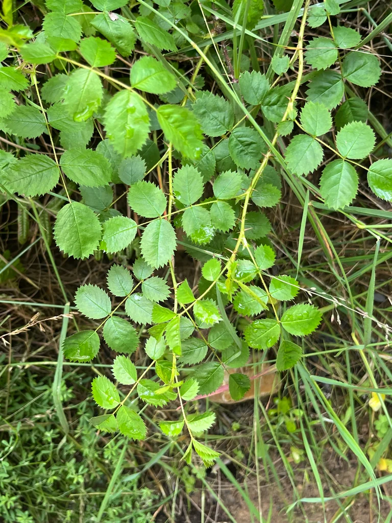 Rosa Californica