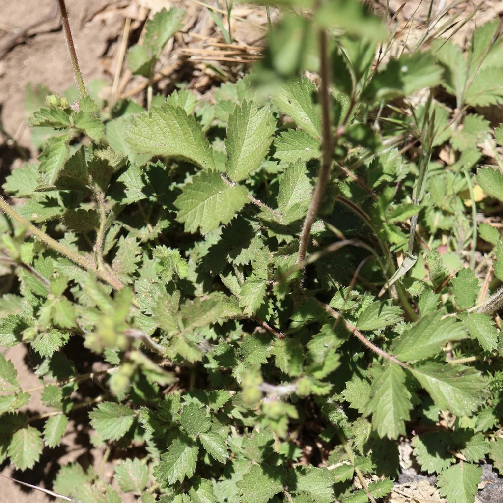 Potentilla Glandulosa