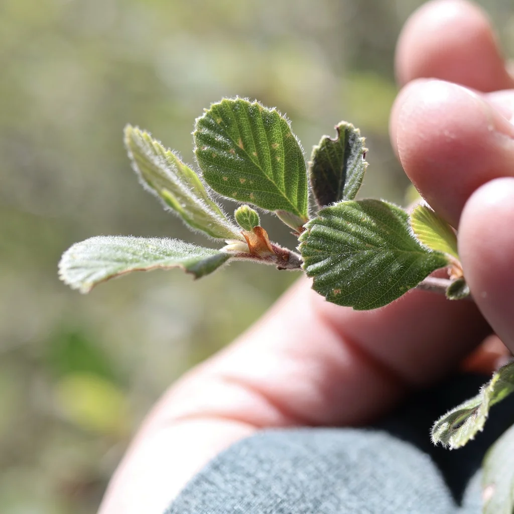 Cercocarpus Betuloides