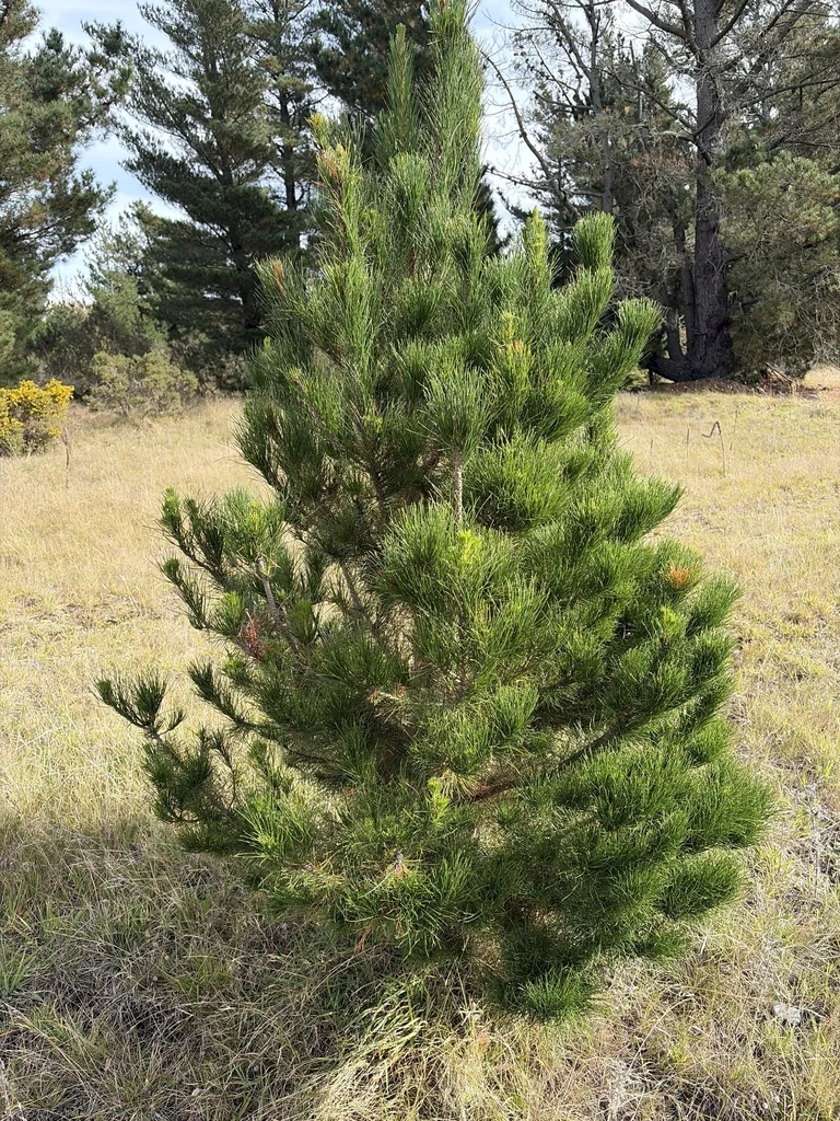 Pinus Radiata