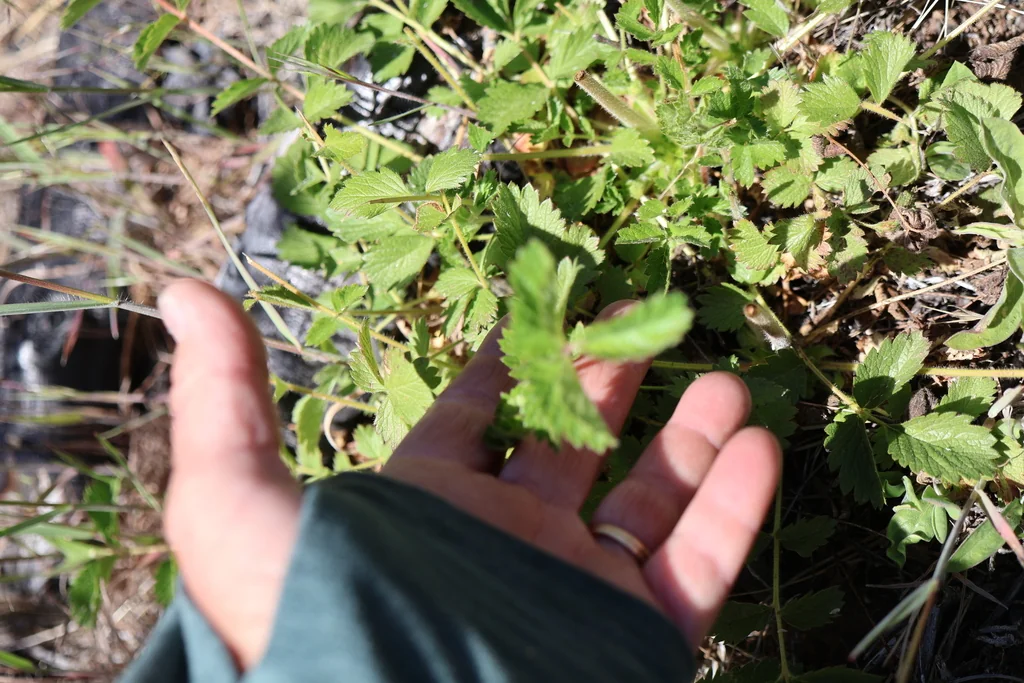 Potentilla Glandulosa
