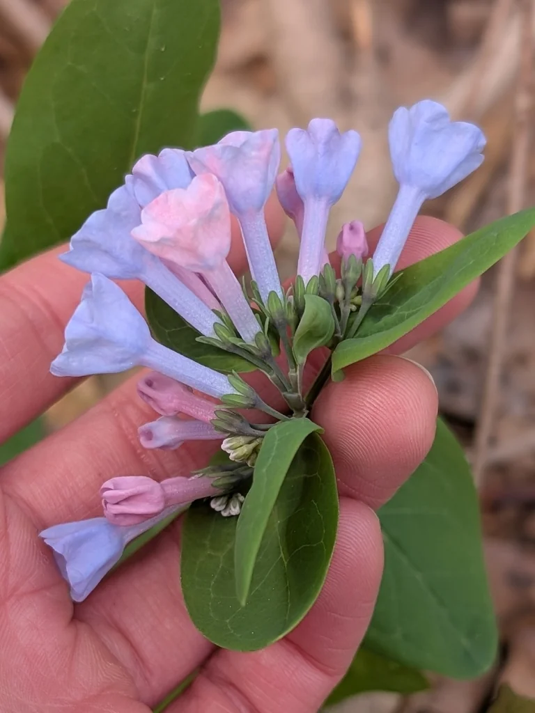 Mertensia Virginica