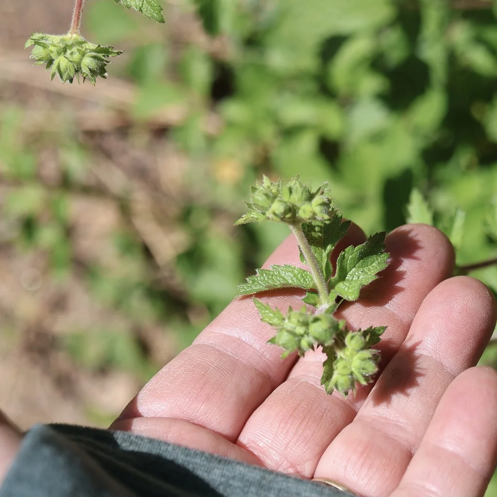 Potentilla Glandulosa