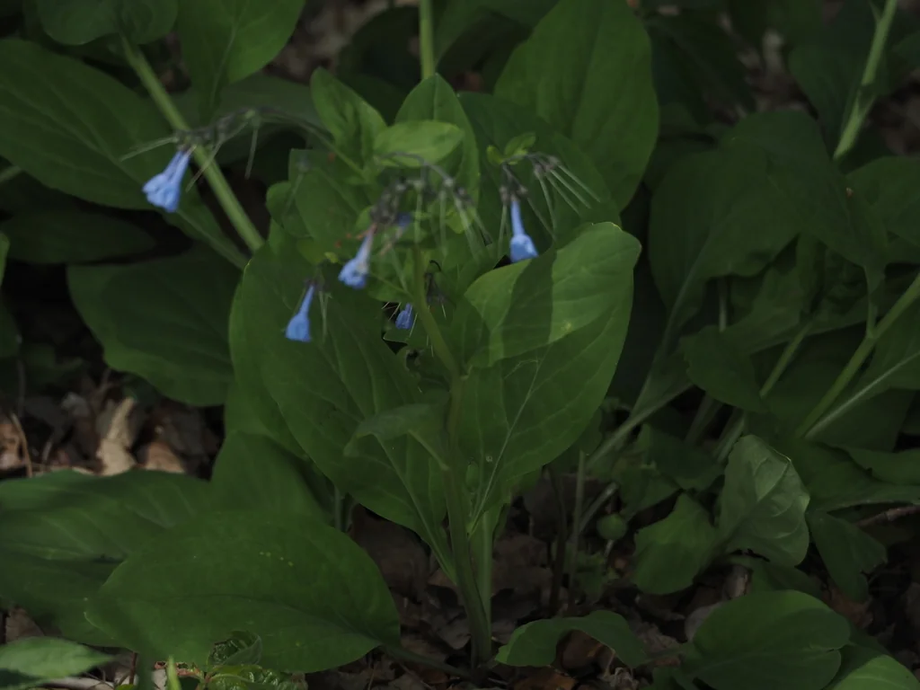 Mertensia Virginica