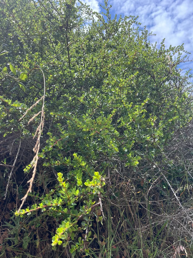 Ceanothus Cuneatus