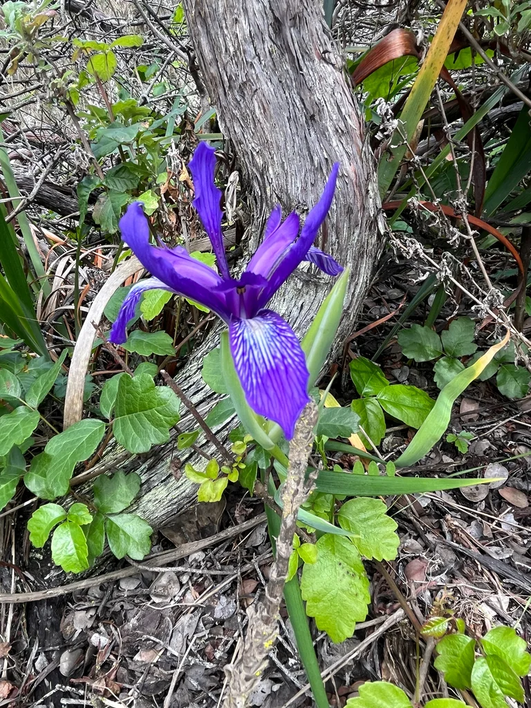 Iris Douglasiana