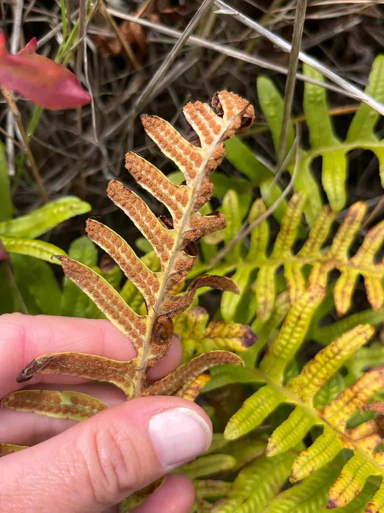 Polypodium Californicum