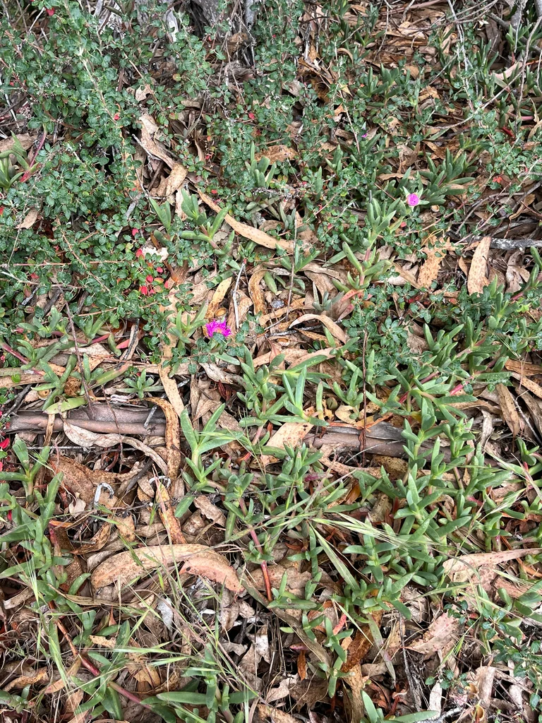 Carpobrotus Chilensis