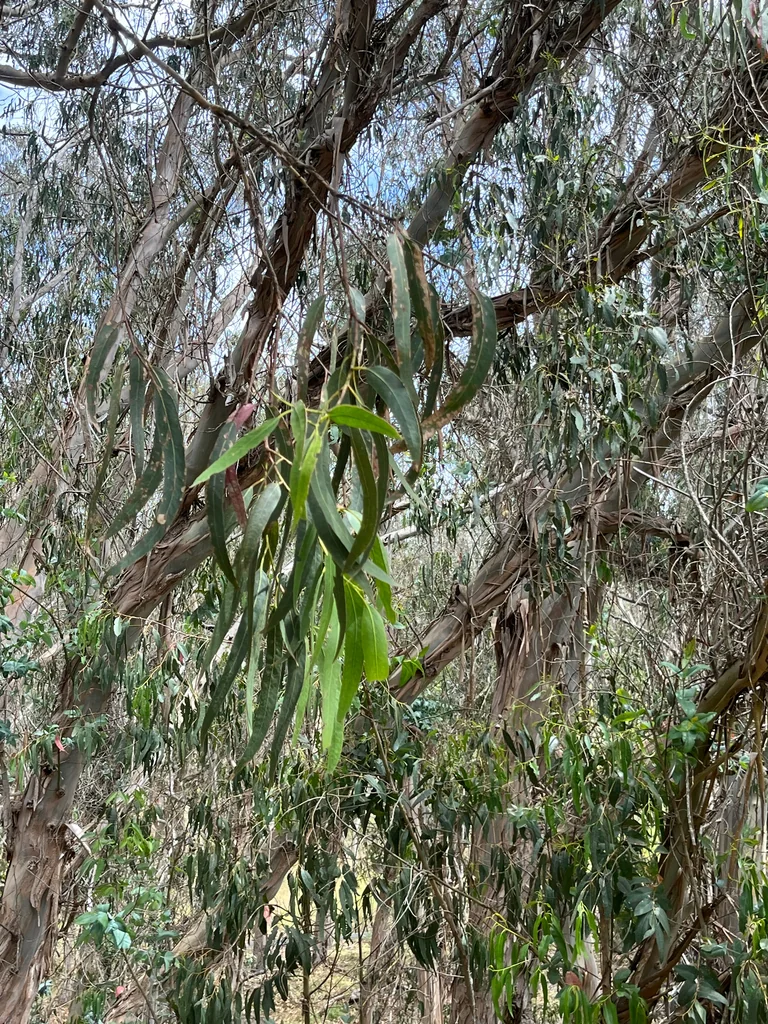 Eucalyptus Globulus