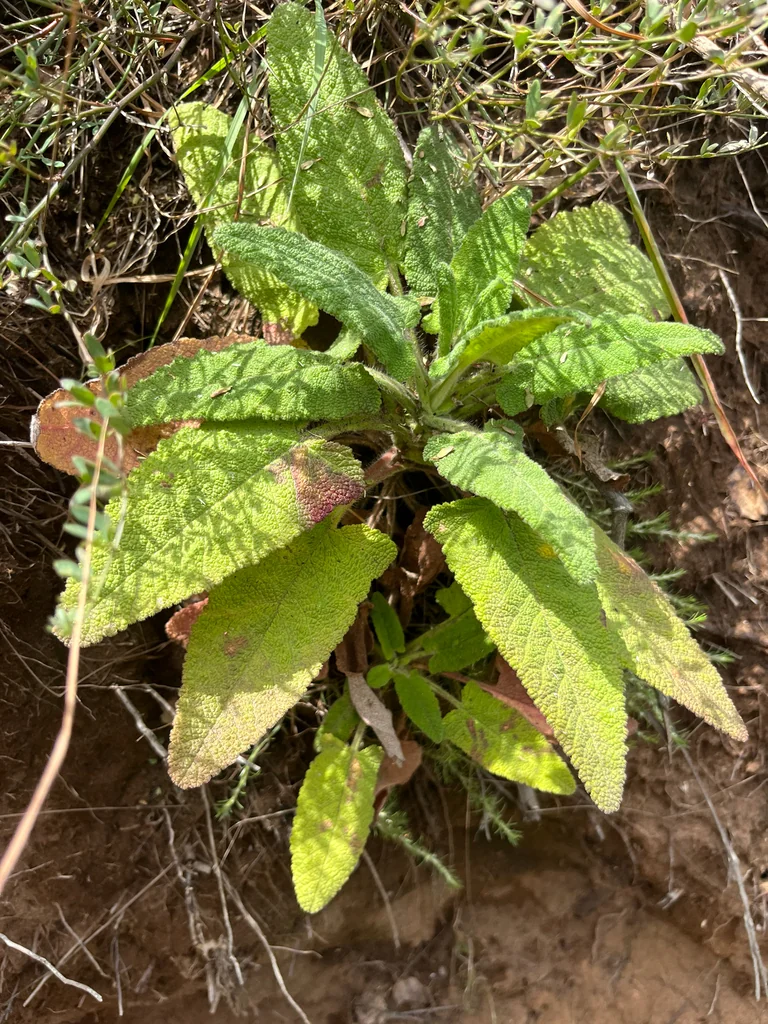 Salvia Spathacea