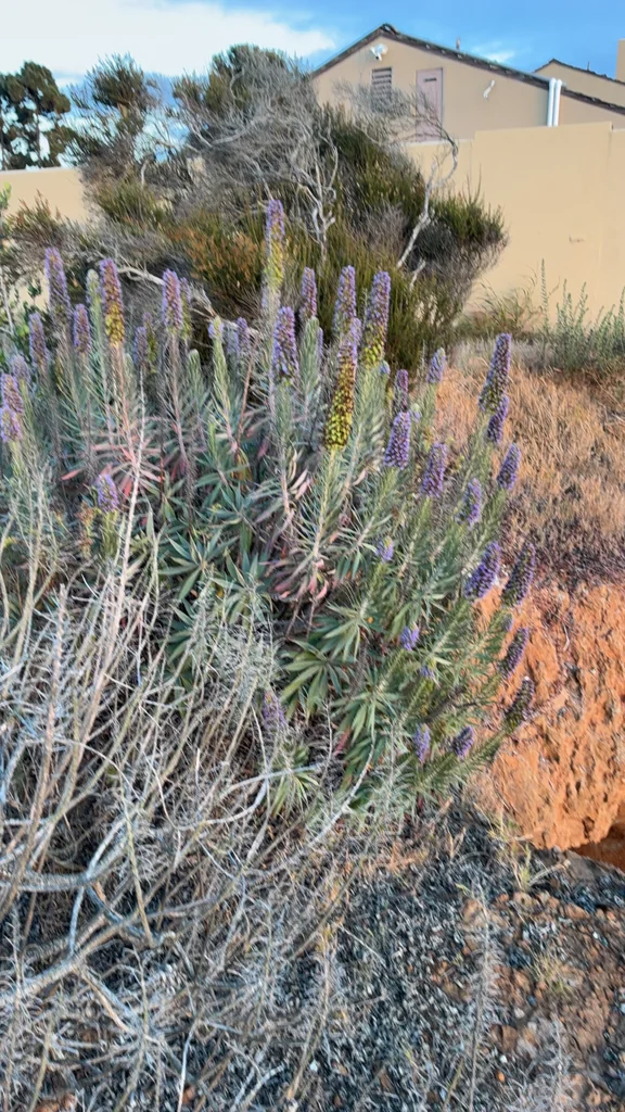 Echium Candicans