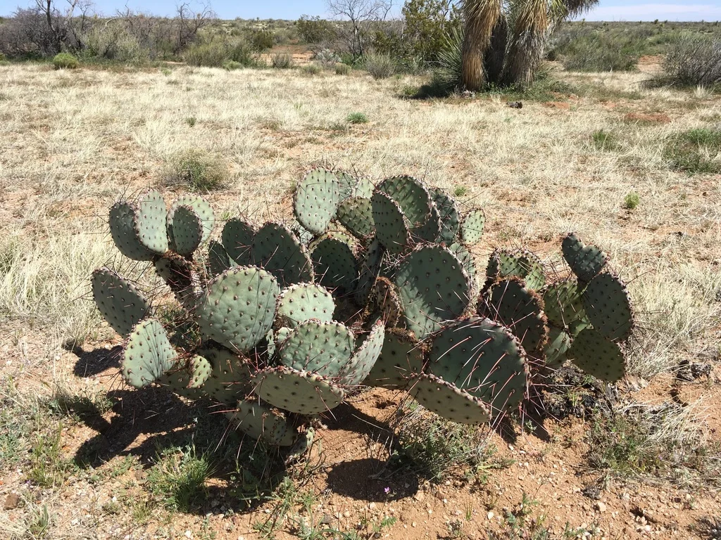Opuntia Macrocentra