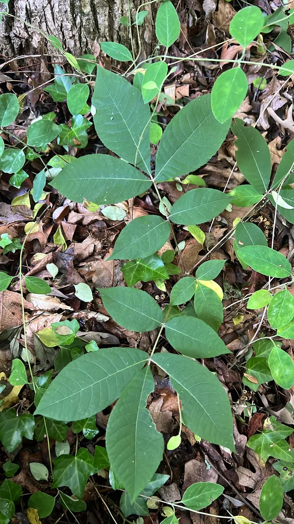 Carya Glabra