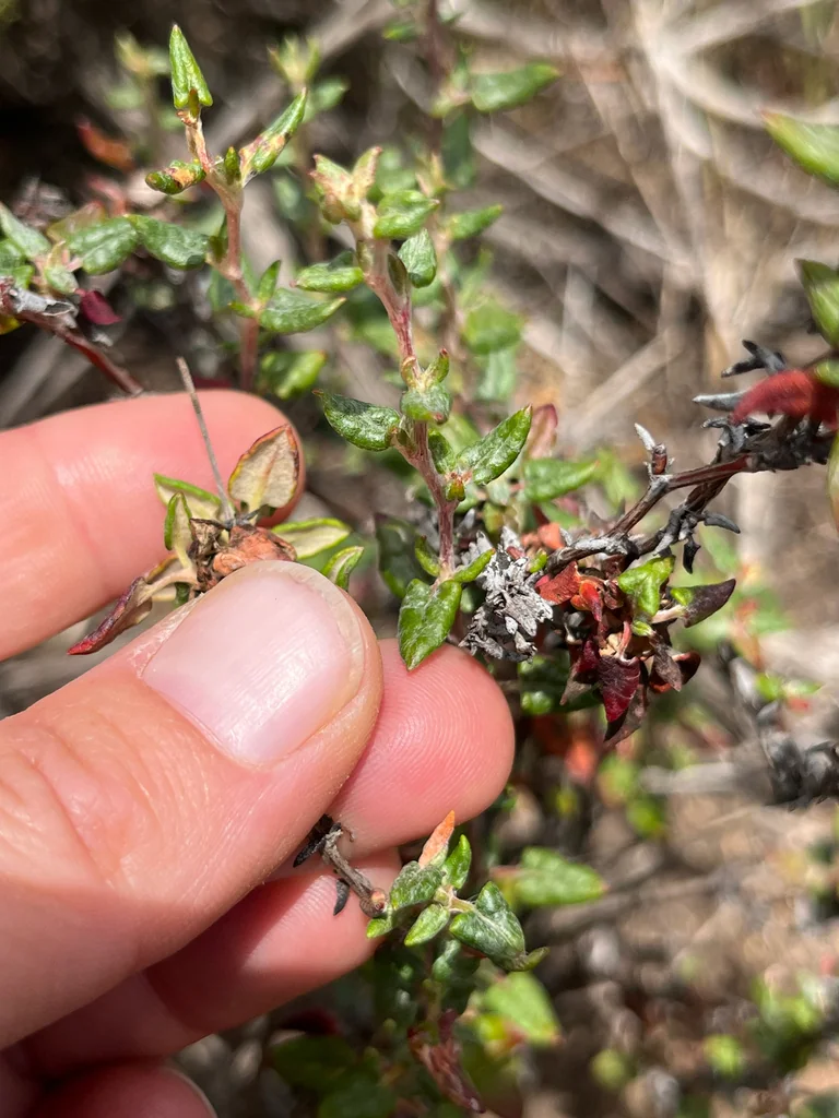 Eriogonum parvifolium