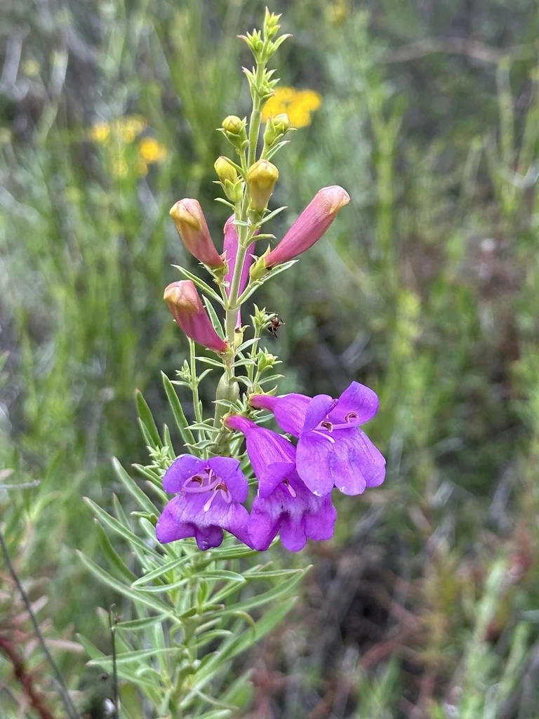 Penstemon Heterophyllus