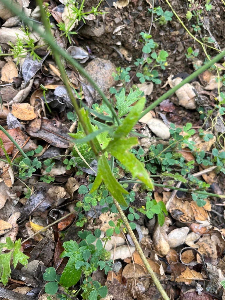Ranunculus Californicus