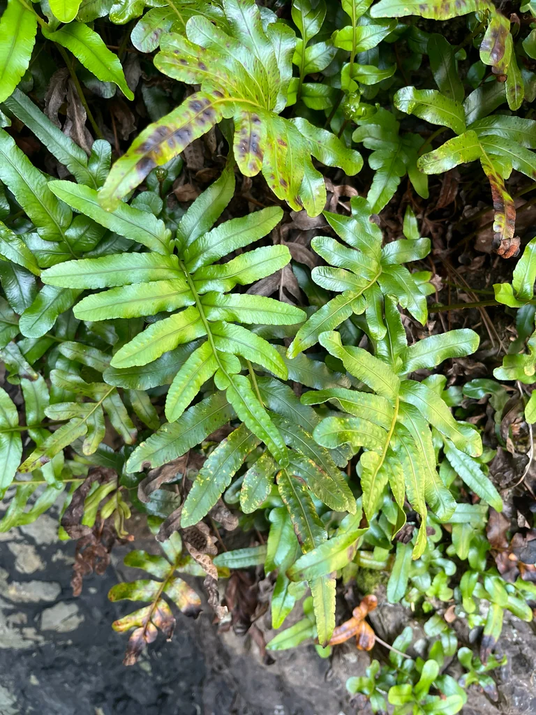 Polypodium Scouleri