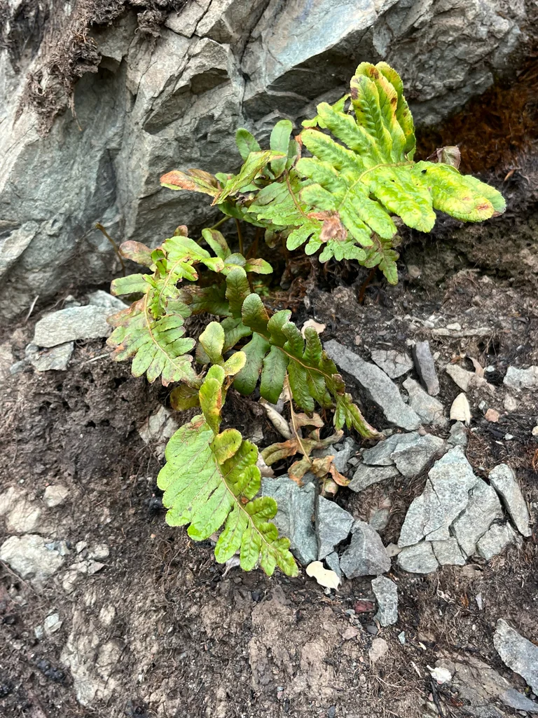 Polypodium Californicum