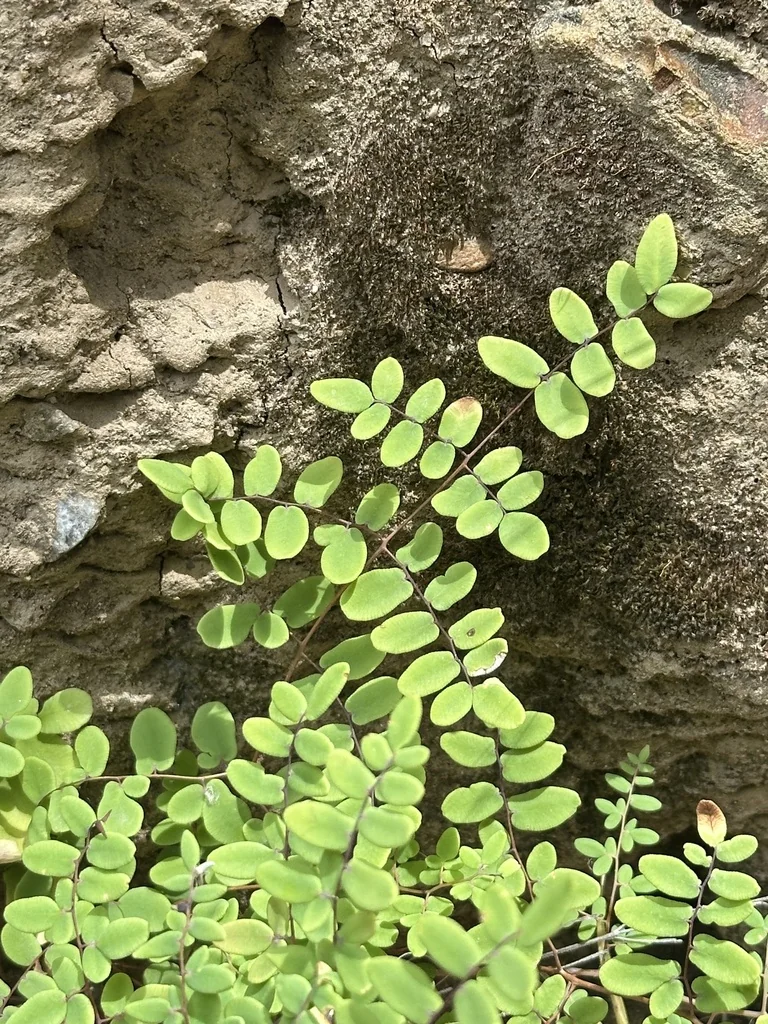 Pellaea Andromedifolia