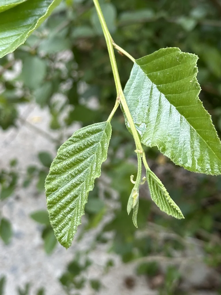 Alnus Rhombifolia