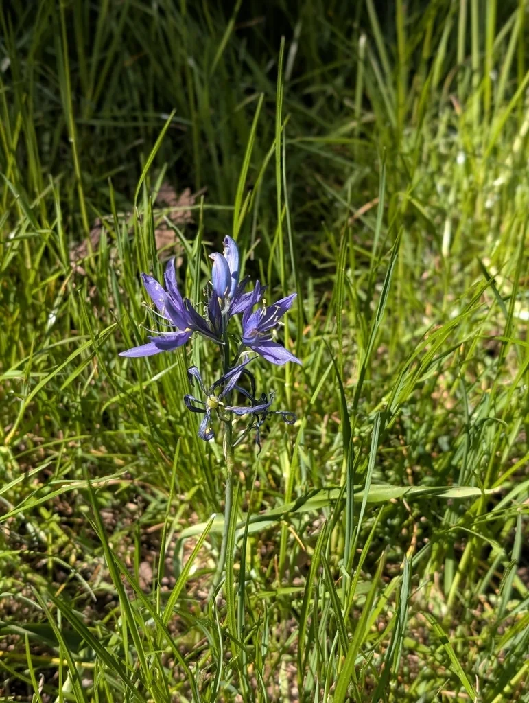 Camassia Quamash