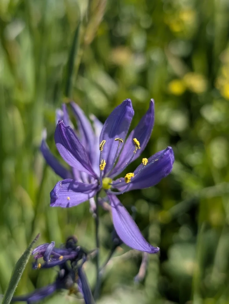 Camassia Quamash