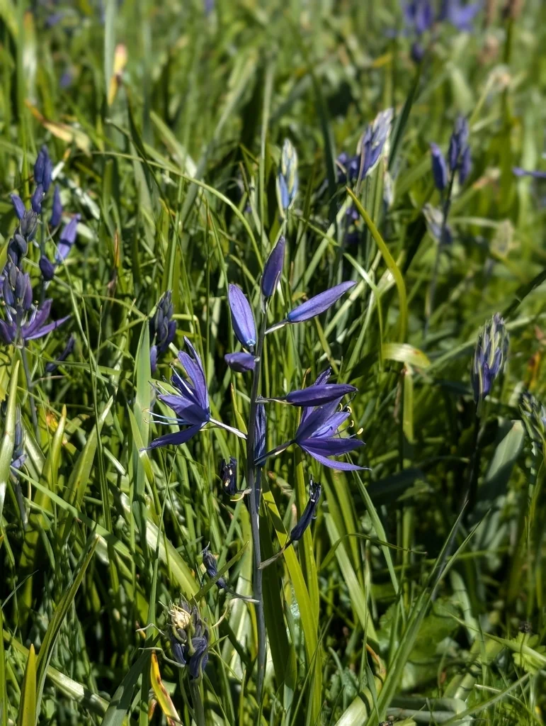 Camassia Leichtlinii