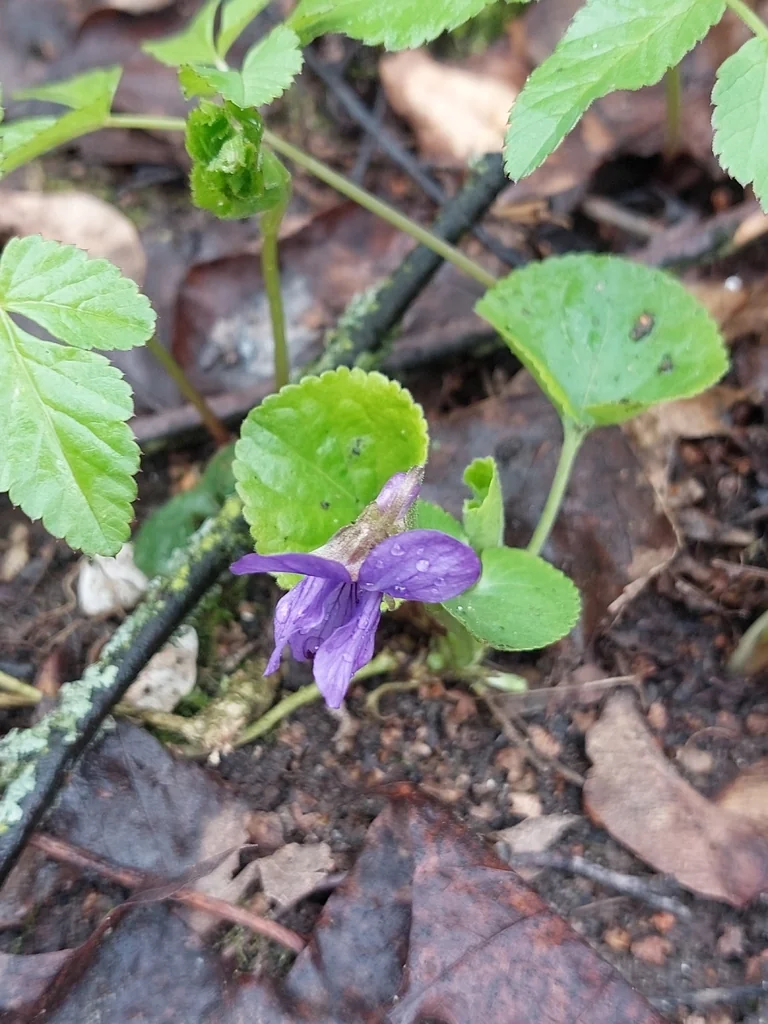 Viola Odorata