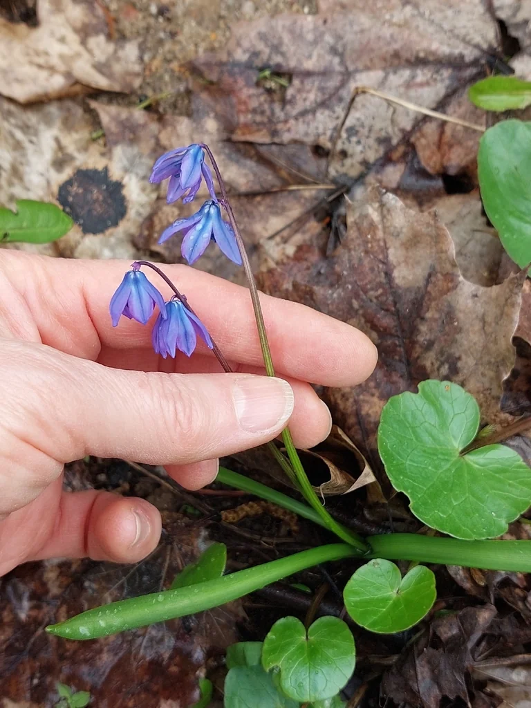 Scilla Siberica