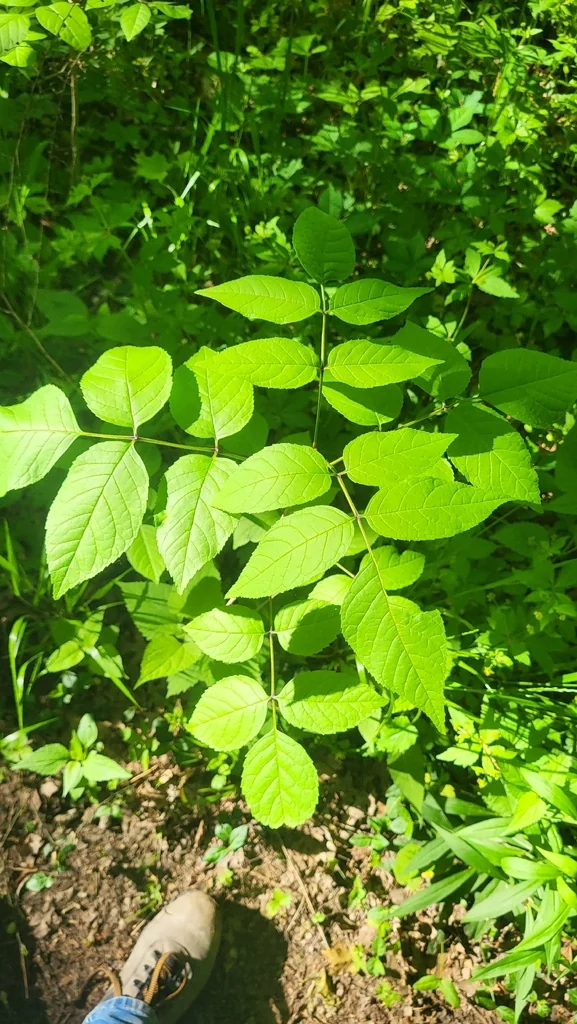 Fraxinus Quadrangulata