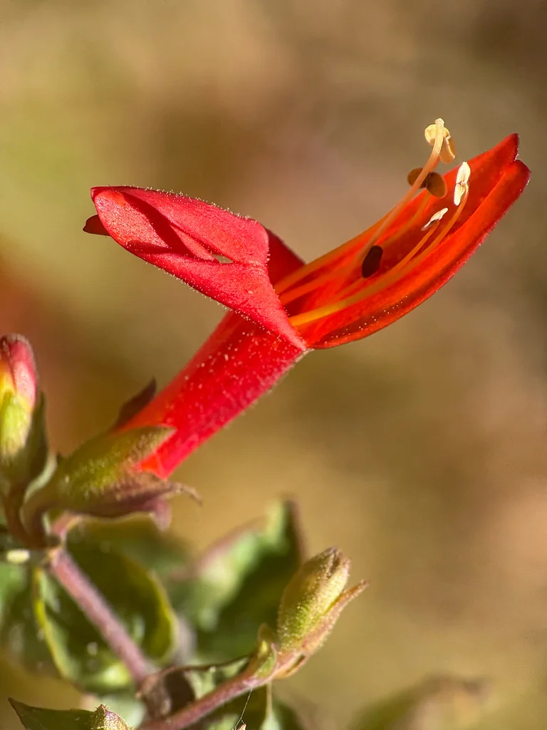 Keckiella Cordifolia