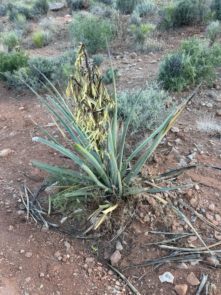 Yucca Baccata