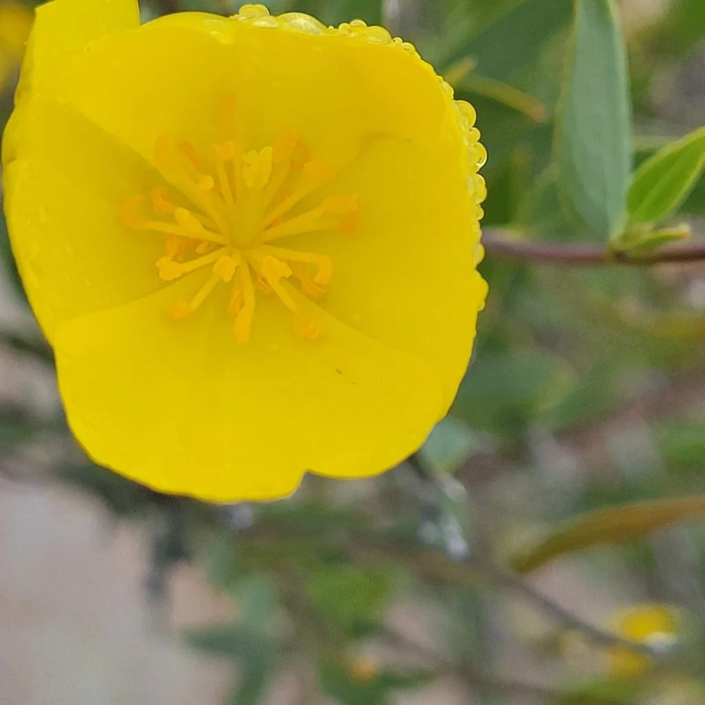 Dendromecon Rigida