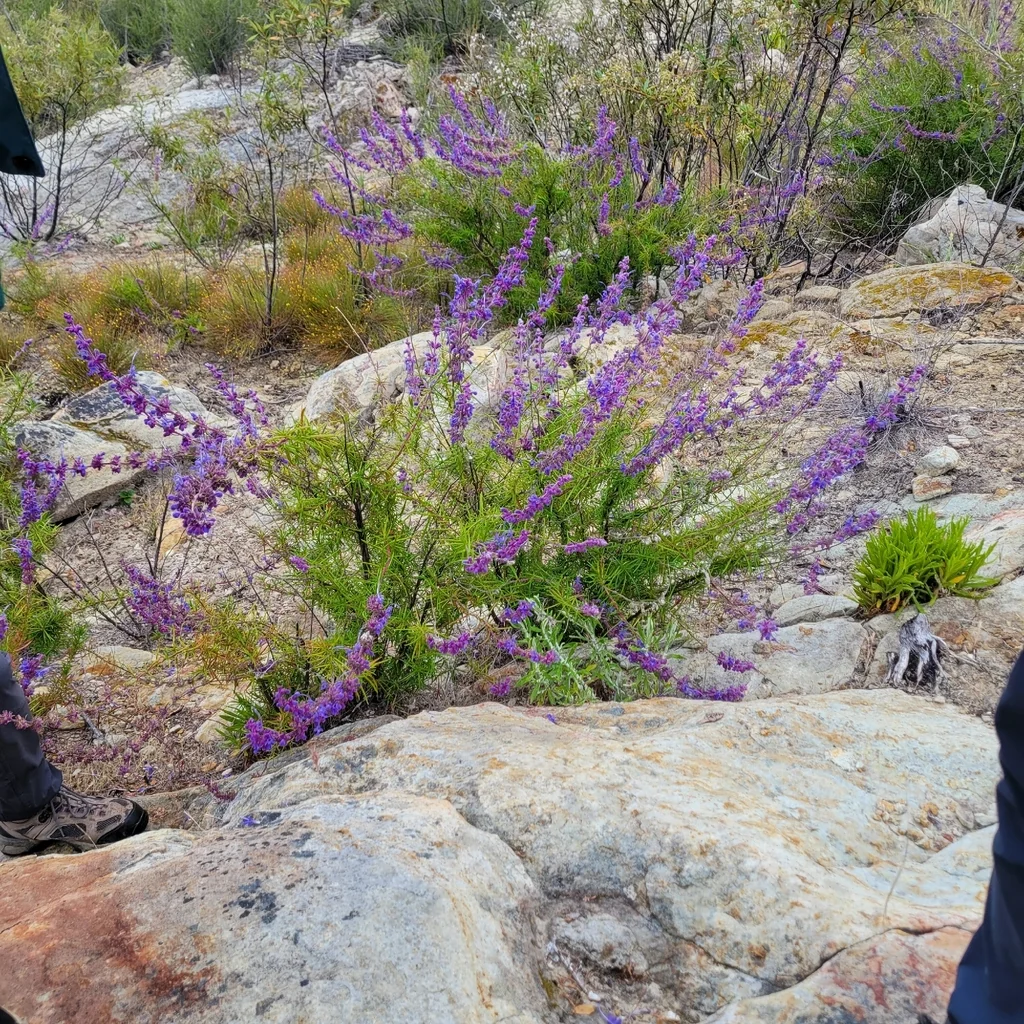 Trichostema Lanatum
