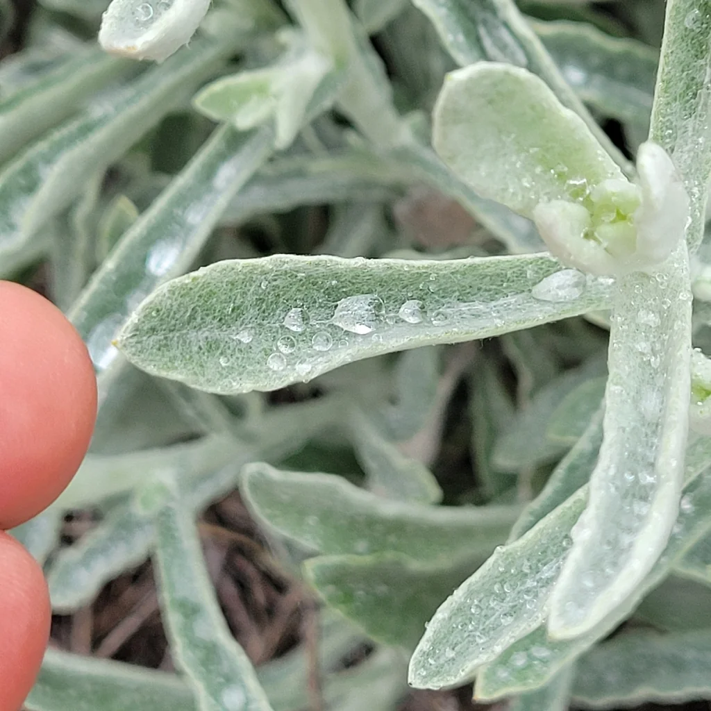 Pseudognaphalium Microcephalum