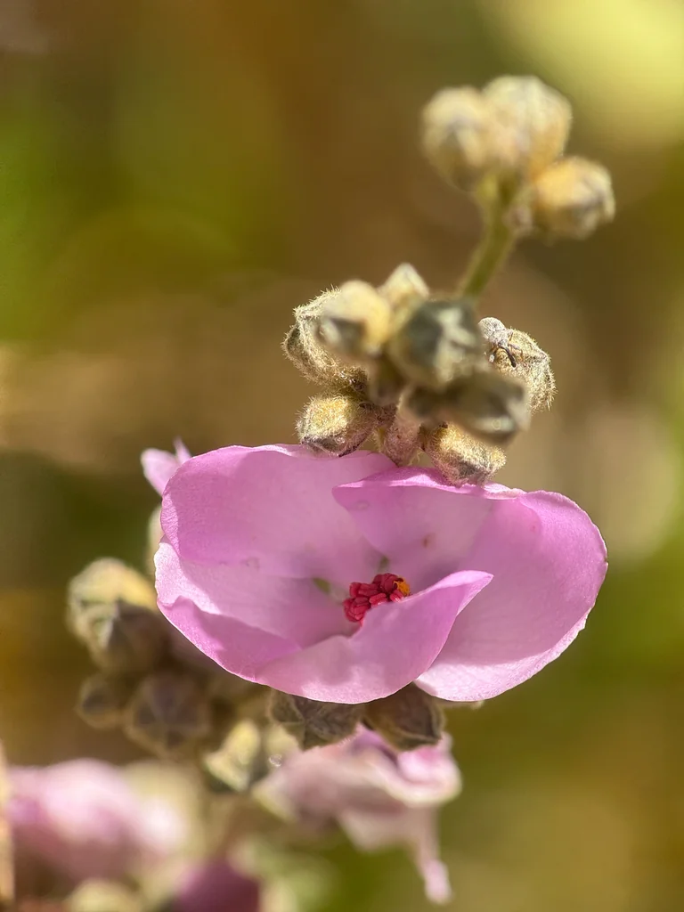 Malacothamnus Fasciculatus
