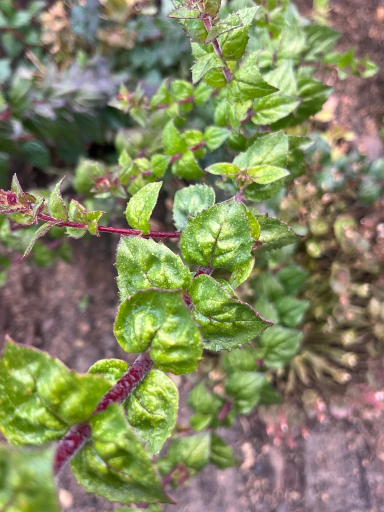 Keckiella Cordifolia