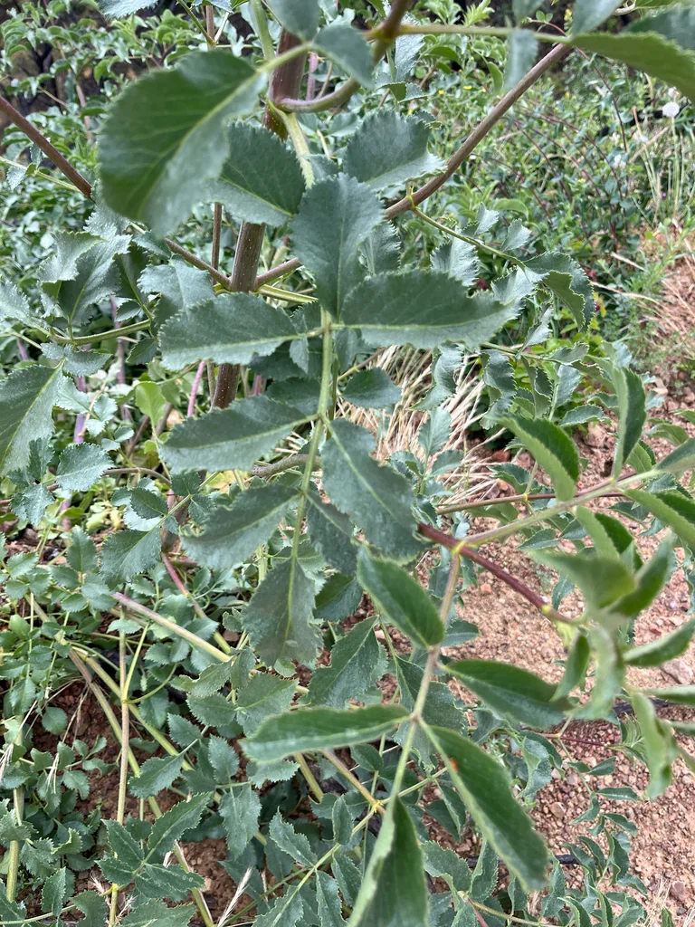 Sambucus Mexicana