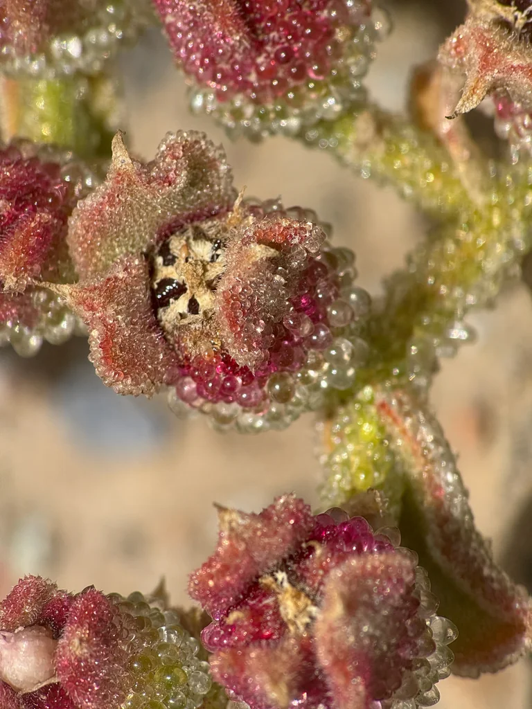 Mesembryanthemum Crystallinum