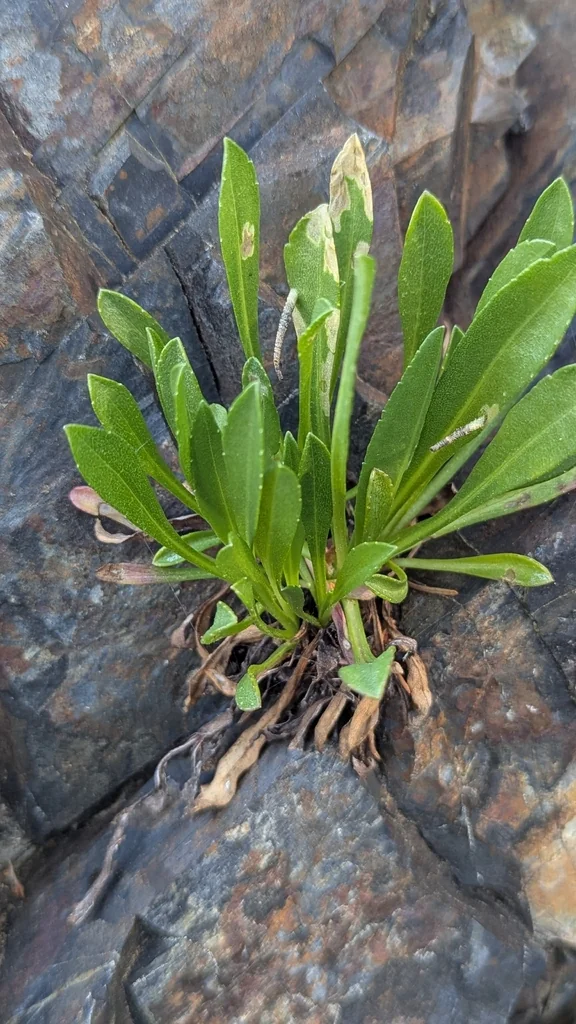 Grindelia stricta