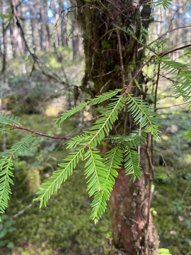 Taxus Brevifolia