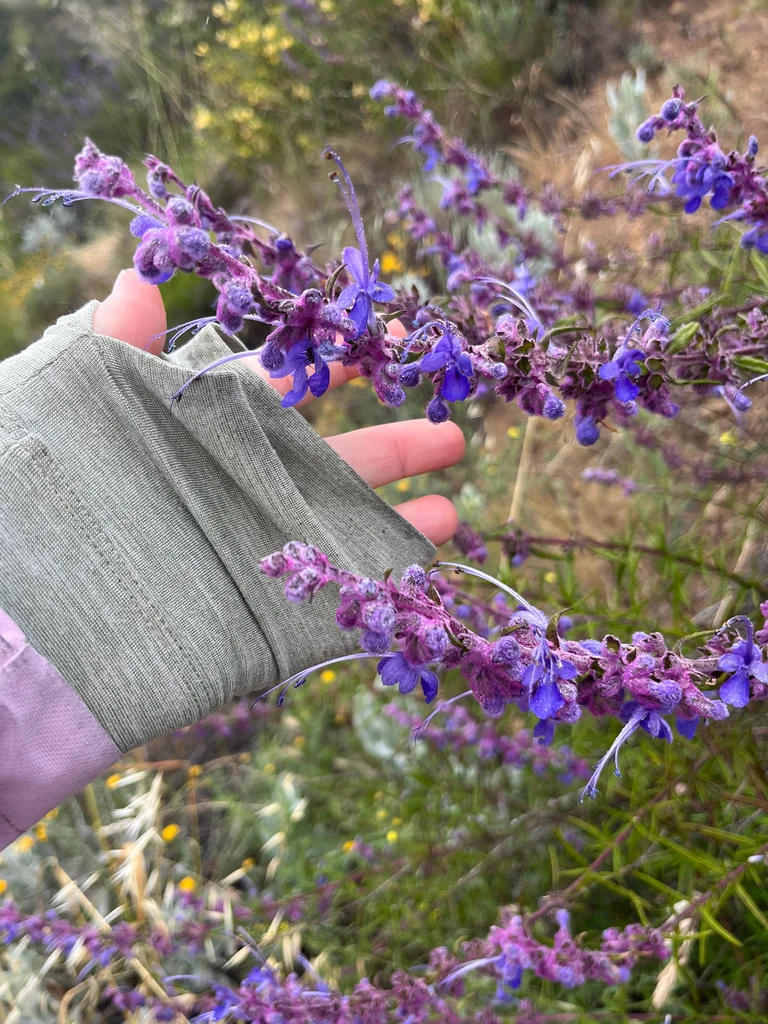 Trichostema Lanatum