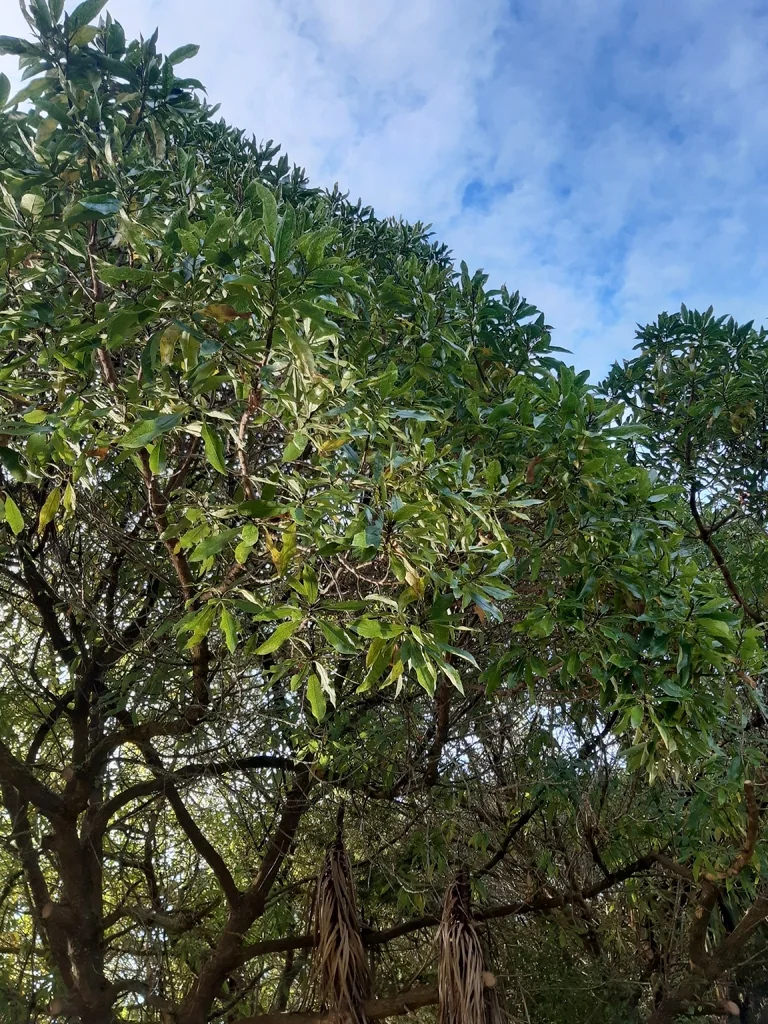 Myoporum Laetum