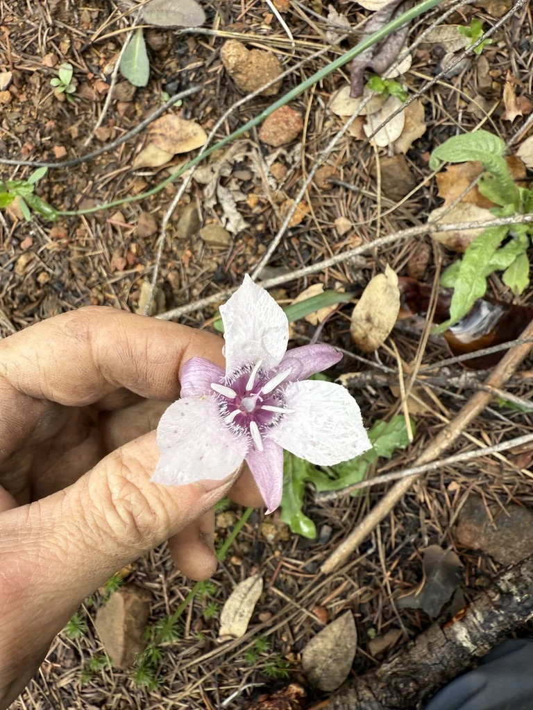 Calochortus Tolmiei