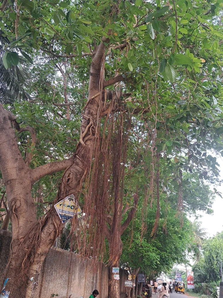 Ficus benghalensis